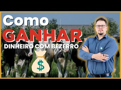 Como GANHAR DINHEIRO COM BEZERRO DE CORTE no CICLO PECUÁRIO